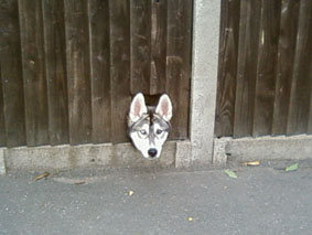 Dog wall near the Elephant and Castle